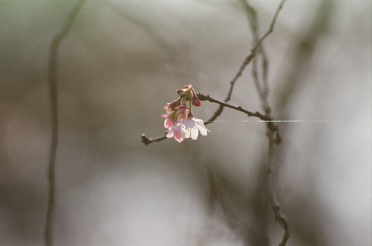 リナ・シェイニウス　FLOWERS 花を被写体にしたリナ・シェイニウス最新写真集『Flowers